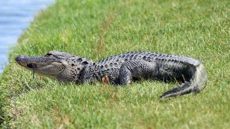 Ausverkauf im Zoo: Wer möchte die zweiköpfige Schildkröte kaufen?