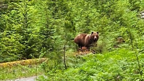 Le grizzli, les myrtilles et l’île, parabole d’une coexistence compliquée entre les hommes et les ours au Canada