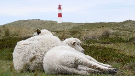 Raubtier auf Sylt: Sylter Goldschakal darf geschossen werden