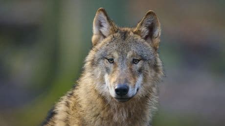 CDU und SPD wollen ihn zur Jagd freigeben - Deutsche wollen den Wolf gar nicht abschießen