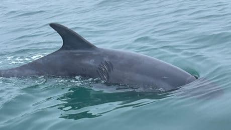 Kayaking brothers rescue swimmers from ‘boisterous’ dolphin at UK coastal hotspot