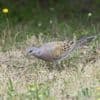 La chasse à la tourterelle des bois bientôt réautorisée, la Ligue pour la protection des oiseaux s'inquiète