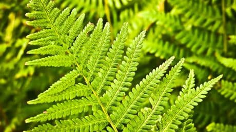 La planta que atrae a las garrapatas y pone en peligro a las mascotas de la casa