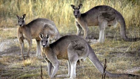 South Carolina police investigating man found dead in kangaroo enclosure on relative’s farm