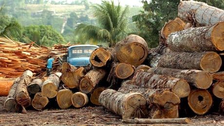 Brasilien: Amazonas hat in vier Jahrzehnten Fläche in der Größe Spaniens verloren