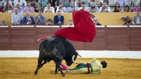 Morante de la Puebla sufre una fuerte cogida y corta un rabo en una noche mágica en Marbella