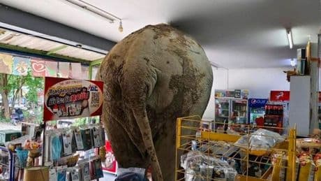 Chaos in Thailand as huge elephant rampages through supermarket