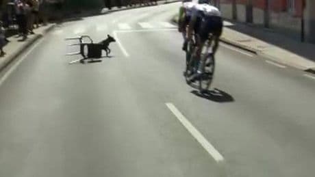 Un perro se cuela en La Vuelta y da un susto a los escapados