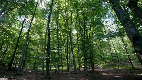 Wildtiere: Der Goldschakal breitet sich in Schleswig-Holstein aus