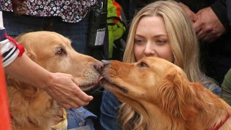 Si eres amante de los perros, no puedes perderte esta película de Amanda Seyfried en Disney+