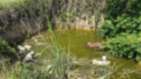 Keşan’da hayvan katliamı: Su dolu çukurda başsız 3 ölü köpek bulundu