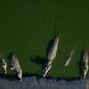 Israel euthanizes crocodiles after repeated escapes and inhumane treatment