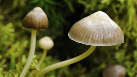 Schlaganfall, Reizdarm, Depression – dieser Zauberpilz weckt Hoffnung