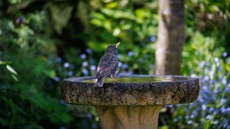 Gartenwissen - Darum hilft eine Kupfermünze in der Vogeltränke gegen Algen