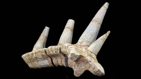 Dinosaur with elaborate armour and spikes one of the ‘strangest ever discovered’