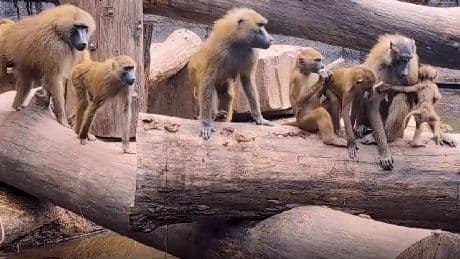 Nürnberg: Aktivisten ketten sich im Zoo an Pavian-Gehege