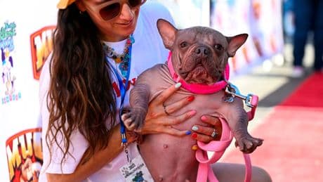 Wahl entschieden - Die hässlichsten Hunde der Welt