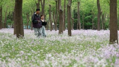China: Allergiker in Peking kämpfen gegen Wacholderblüten