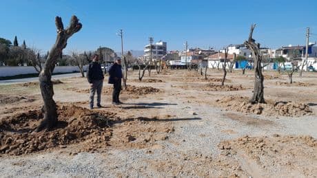 Çine’de taşınan 150 zeytin ağacının yüzde 80’i kurudu