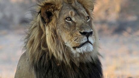 A trophy hunter killed a lion in Zimbabwe that was part of a research project, sparking anger