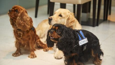 Perros de terapia para lidiar con el duelo
