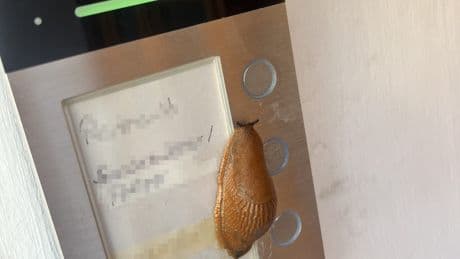 Schleimiger Polizeieinsatz in Schwabach - Klingelschleich! Nacktschnecke raubt Familie Schlaf