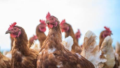 Tierschutz: Kaniber sieht Gefahr von Engpass bei Geflügel-Schlachtung