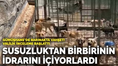 Gümüşhane'de barınakta vahşet! Köpekler susuzluktan birbirinin idrarını içiyorlardı