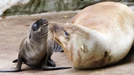 Zeeleeuwen weg uit Amsterdamse dierentuin Artis: ’Moeilijke keuzes’