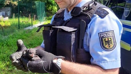 Bremerhaven Hauptbahnhof: Bundespolizei rettet verirrte Entenfamilie