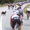 Overstekende geit zorgt met ‘bodycheck’ voor opschudding in Giro-peloton
