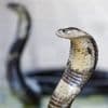 Il se laisse mordre 200 fois par des serpents : c’est quoi le mithridatisme ?