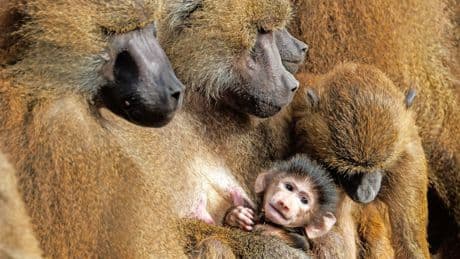 Für den Artenschutz?: Warum gesunde Zootiere getötet werden