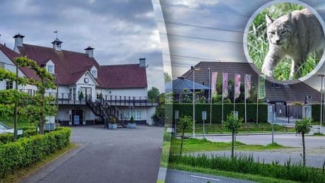 Uit Eindhoven Zoo ontsnapte lynx loopt mogelijk op chique golfclub rond: ’We zijn goed bewapend’