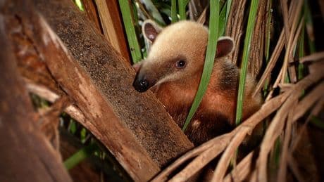 Por alguna razón, la evolución no para de crear osos hormigueros. Ha surgido 12 veces distintas en todo el mundo