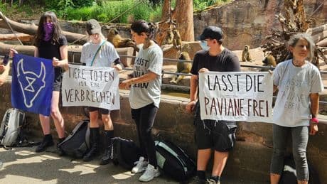 Pavian-Tötung in Nürnberg: Aktivisten protestieren im Tiergarten