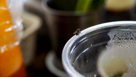 Six ways to get rid of flies, according to experts