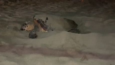 Une tortue marine a pondu à Sanary-sur-Mer, une première sur le littoral méditerranéen en 2025