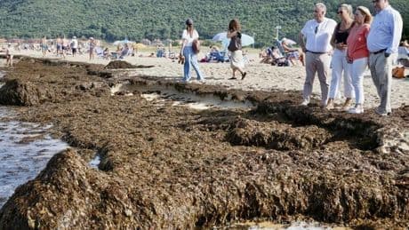 ¿Por qué llegan a las playas de Noja toneladas y toneladas de algas invasoras?