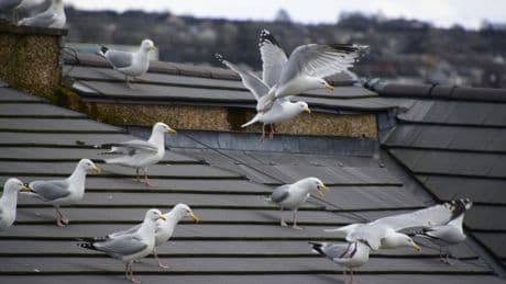 Drivers warned to take care to avoid seagulls which appear to be ‘drunk’
