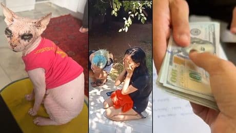Kedisi kayboldu, bulana 2 bin dolar verdi