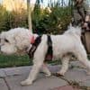 Promener son chien dans la rue est désormais interdit dans une vingtaine de villes en Iran