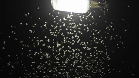 Straßenleuchten mit Blenden ziehen viel weniger Insekten an