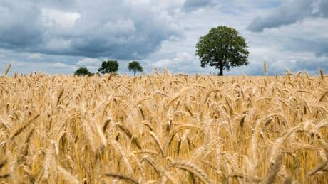 La studiosa: "Azoto, fosforo e potassio sono il sale essenziale della Terra"