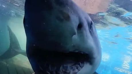 Great white shark sightings spike as 11 seen this month off coast – including biggest ever