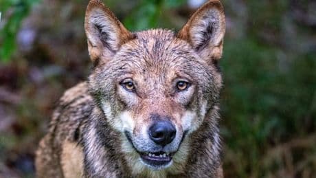 Problemwolf „Bram“ zum Abschuss freigegeben – Niederlande warnen