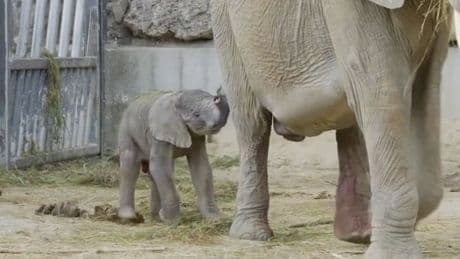 Schon über 100 Kilo schwer - Tapsiger Mini-Elefant