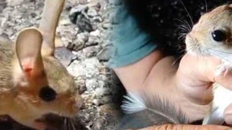 IUCN kırmızı listesinde! Tunceli’de yol ortasında fark edildi