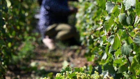 French Winemaker Gets Prison for Selling Fake Champagne