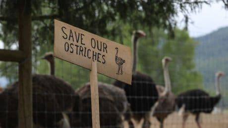 Federal Court rejects B.C. ostrich farm’s bid for delay on cull order